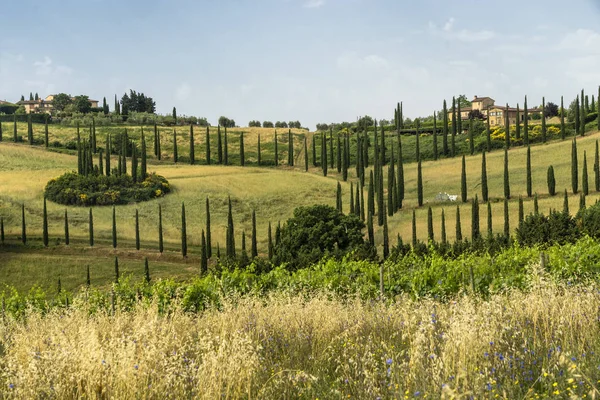 Sommerlandschaft im Chianti im Sommer — Stockfoto