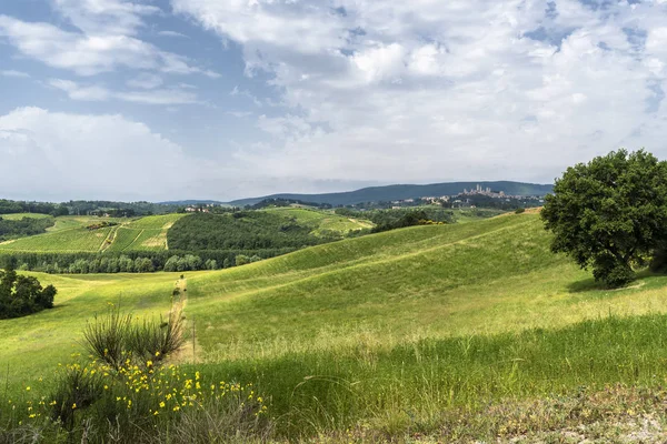 Letní krajina v létě v regionu Chianti — Stock fotografie