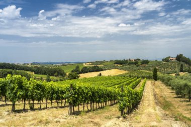 Summer landscape in Tuscany near Certaldo clipart