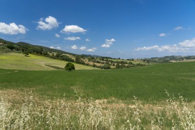 Pomarance, Toskana yakınlarındaki yaz kırsal peyzaj