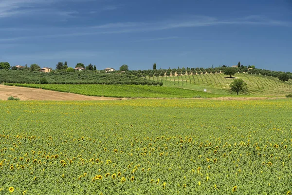 Krajobraz wiejski w Maremma latem — Zdjęcie stockowe