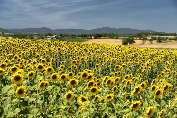 Landelijk landschap in Maremma in de zomer — Stockfoto