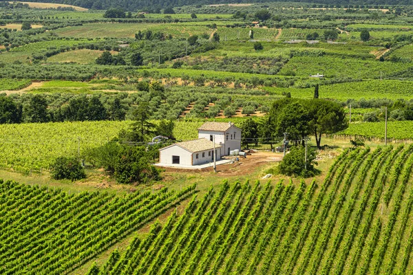 Ländliche Landschaft bei Velletri im Sommer — Stockfoto