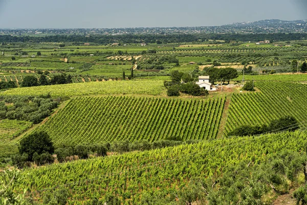 Paisaje rural cerca de Velletri en verano —  Fotos de Stock