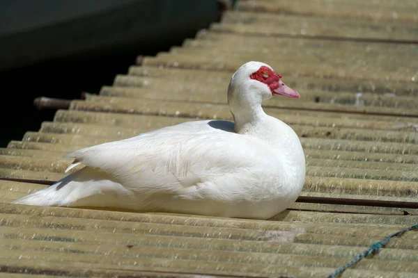 Adda Fluss Bei Imbersago Lecco Lombardei Italien Eine Ente Bekannt — Stockfoto