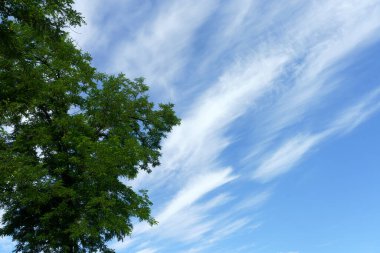 İlkbahar boyunca Imbersago, Lecco, Lombardy, İtalya 'da Adda bisiklet yolu boyunca. Yapraklar ve bulutlar