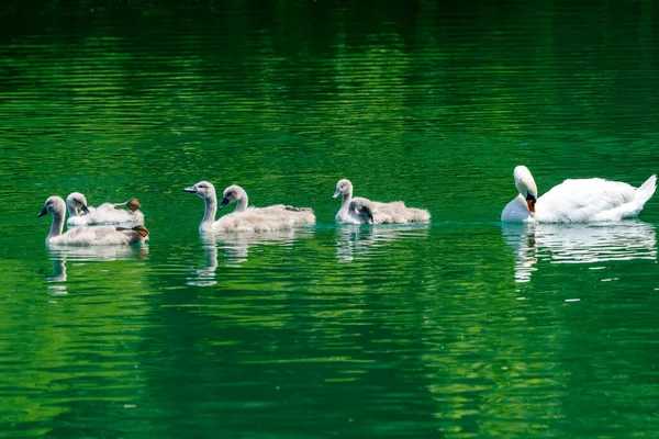 Imbersago Lecco Lombardei Italien Eine Schwanenfamilie Fluss Adda — Stockfoto