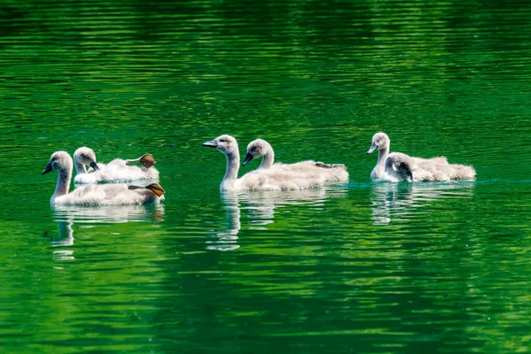 Imbersago Lecco Lombardei Italien Eine Schwanenfamilie Fluss Adda — Stockfoto