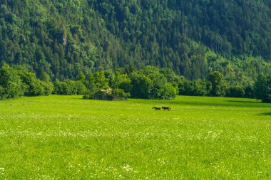 Yaz aylarında Presolana, Bergamo, Lombardy, İtalya 'ya giden yol boyunca dağ manzarası. Atlar