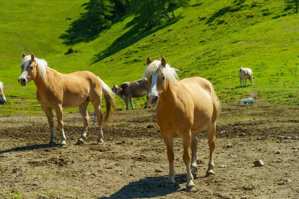 Peisaj Montan Lungul Drumului Spre Crocedomini Trece Provincia Brescia Lombardia — Fotografie, imagine de stoc