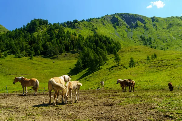 Yaz Mevsiminde Talya Nın Lombardiya Bölgesindeki Brescia Eyaletinde Crocedomini Geçidi — Stok fotoğraf