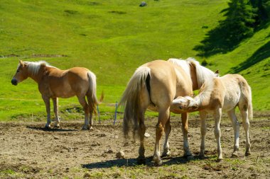 Yaz mevsiminde İtalya 'nın Lombardiya bölgesindeki Brescia eyaletinde Crocedomini geçidi boyunca uzanan dağ manzarası. Otlaktaki atlar
