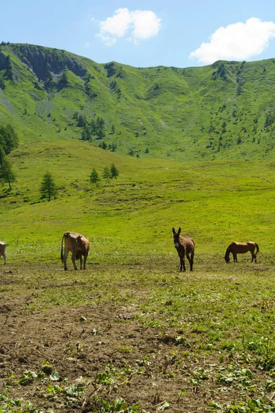 Paesaggio Montano Lungo Strada Passo Crocedomini Provincia Brescia Lombardia Italia — Foto Stock