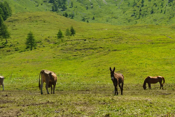 Горный Ландшафт Вдоль Дороги Перевалу Кроцедомини Провинции Брешиа Ломбардия Италия — стоковое фото