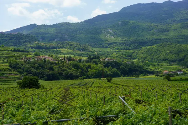 意大利Trentino Alto Adige的Trento的Torbole至Rovereto自行车道沿线的葡萄园和苹果园 — 图库照片