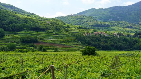 Vineyard Яблучні Сади Вздовж Велосипедної Доріжки Від Торболе Раверто Тренто — стокове фото