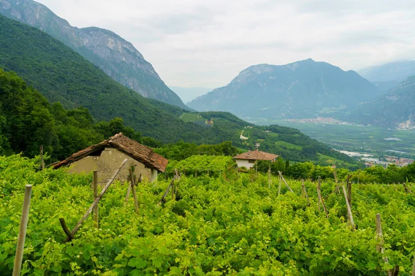 Venkovská Krajina Valsugana Trento Trentino Alto Adige Létě Poblíž Vigolo — Stock fotografie