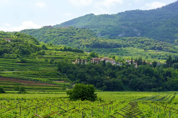 Vineyard Яблучні Сади Вздовж Велосипедної Доріжки Від Торболе Раверто Тренто — стокове фото