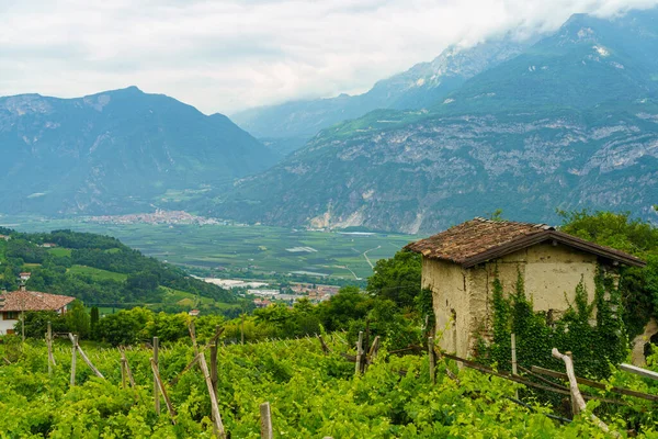 Venkovská Krajina Valsugana Trento Trentino Alto Adige Létě Poblíž Vigolo — Stock fotografie