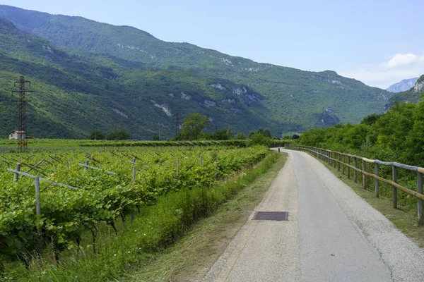 Vineyards Apple Orchards Cycleway Torbole Rovereto Trento Trentino Alto Adige — Stock Photo, Image