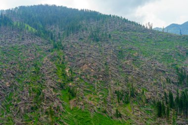 Yazın Manghen geçidi boyunca uzanan dağ manzarası Trento, Trentino Alto Adige, İtalya. Vaia fırtınası yüzünden devrilen ağaçlar