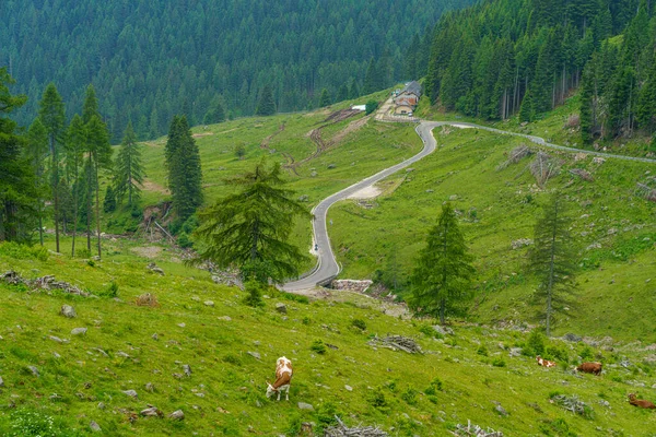 マンヘン峠 トレント トレンティーノ アルト アディジェ イタリアへの道に沿って夏の山の風景 — ストック写真