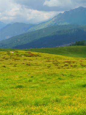 Dolomitlerin dağlık arazisi yazın Venegia Vadisi, Trento, Trentino Alto Adige, İtalya