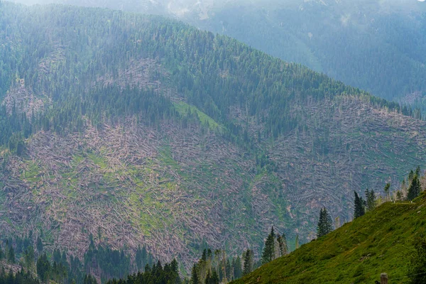 Bergslandskap Sommaren Längs Vägen Till Manghen Pass Trento Trentino Alto — Stockfoto