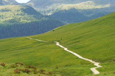 Dolomitlerin dağlık arazisi yazın Venegia Vadisi, Trento, Trentino Alto Adige, İtalya