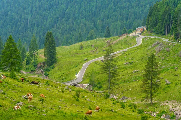 意大利Trentino Alto Adige Trentino Alto Adige通往Manghen山口的路上夏季的山区景观 — 图库照片