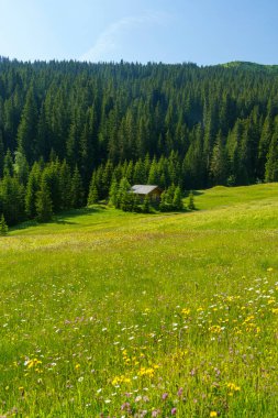 Yaz aylarında Campolongo geçidi boyunca uzanan dağ manzarası, Dolomites, Bolzano ili, Trentino Alto Adige, İtalya