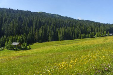 Yaz aylarında Campolongo geçidi boyunca uzanan dağ manzarası, Dolomites, Bolzano ili, Trentino Alto Adige, İtalya