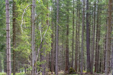 Yaz aylarında Dolomites, Belluno, Veneto, İtalya ve İtalya 'ya giden yol boyunca uzanan dağ manzarası.