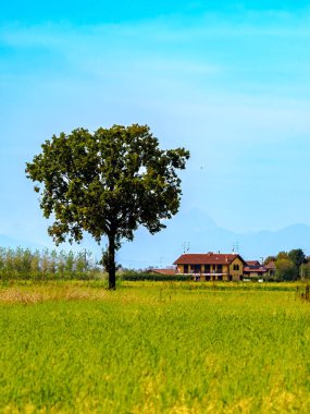 Tainate yakınlarındaki kır manzarası, Milano, Lombardy, İtalya