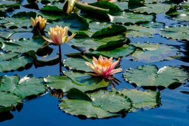 Biblioteca degli Alberi, modern park Milano, Lombardy, İtalya 'da Porta Nuova' da. Su zambakları