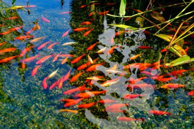 Biblioteca degli Alberi, modern park Milano, Lombardy, İtalya