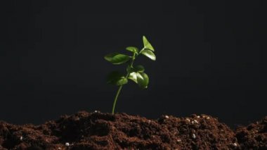 Bitki yetiştirme günü yeşil fidan verimli toprak