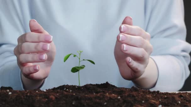 Crescimento da planta mãos carinhosas proteger o vento das plântulas — Vídeo de Stock