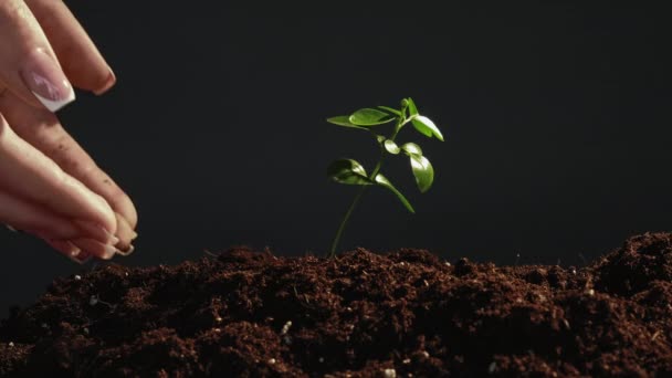 Albero coltivazione cura mani reimpianto germoglio — Video Stock