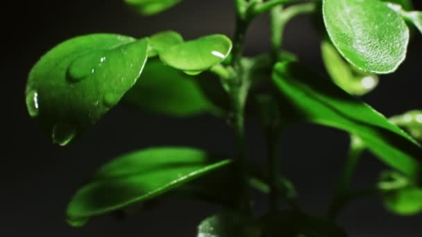 Macro regen druppels water druipend groen weelderige bladeren — Stockvideo