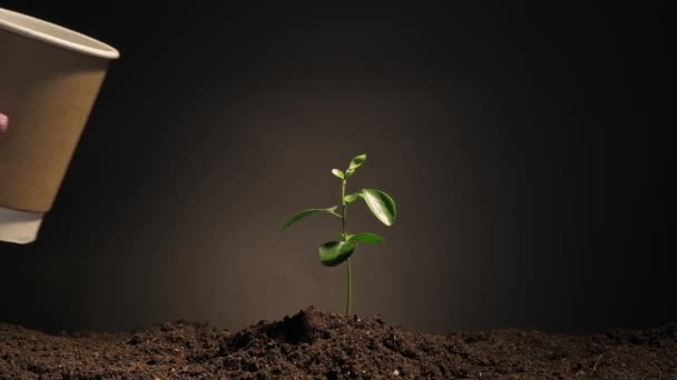 Pflanze Wachstum Hand wässern Sprossen Einwegbecher — Stockvideo