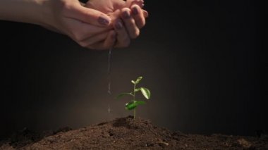 Bitki yetiştirme yeni yaşam elleri fidanı sulama