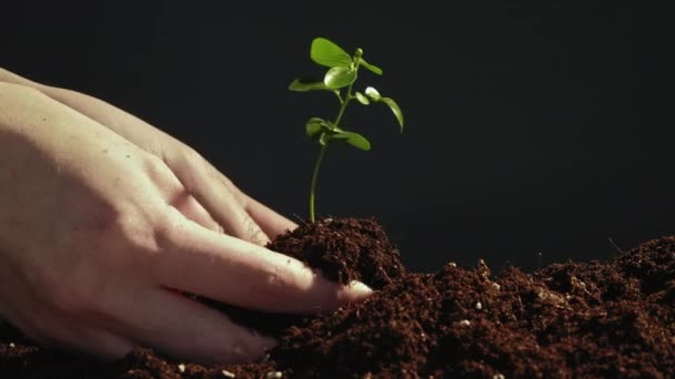 Boom groei handen planten groene zaailing bodem — Stockvideo