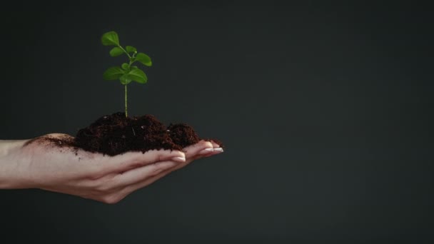 Árbol crecimiento bosque conservación mano verde planta — Vídeo de stock