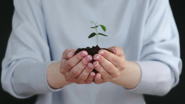 Crecimiento del árbol manos femeninas que muestran la planta verde joven — Vídeos de Stock