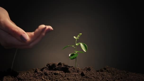 Crecimiento de la planta salvar mano tierra riego brote verde — Vídeo de stock