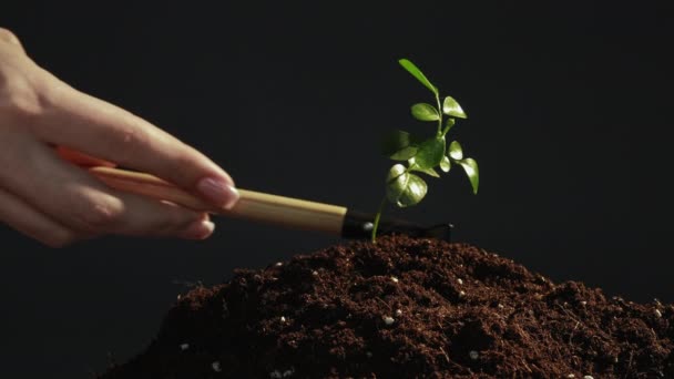 Coltivazione delle piante cura delle mani verde piantina rastrello — Video Stock