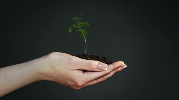 Träd tillväxt spara jord hand visar grön planta — Stockvideo