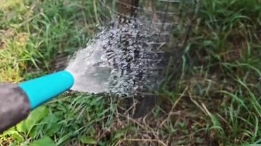 Bahçe hortumunun yemyeşil bitkilerin üzerine ferahlatıcı su püskürtmesi, güneşli yaz gününde dikkatli sulama tekniğiyle büyümeyi destekliyor.