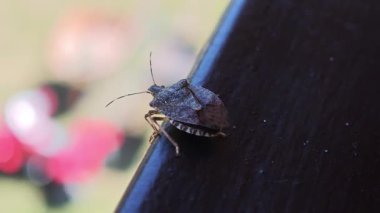 Koyu metal korkuluklarda gezinen kahverengi marmorlu böcek doğal bahçedeki hareketin ve dış iskelet yapısının karmaşık detaylarını ortaya çıkarıyor.